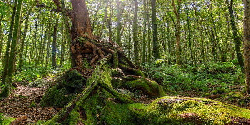 En pleine nature